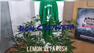 Lemon Veta Kush Seguimiento  Parte 8 SemillasRegulares. Don Cultiveta