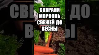 Сохрани морковь свежей до весны! #огород #дача #сад #дачныесоветы #мокровь #хранение #урожай2025