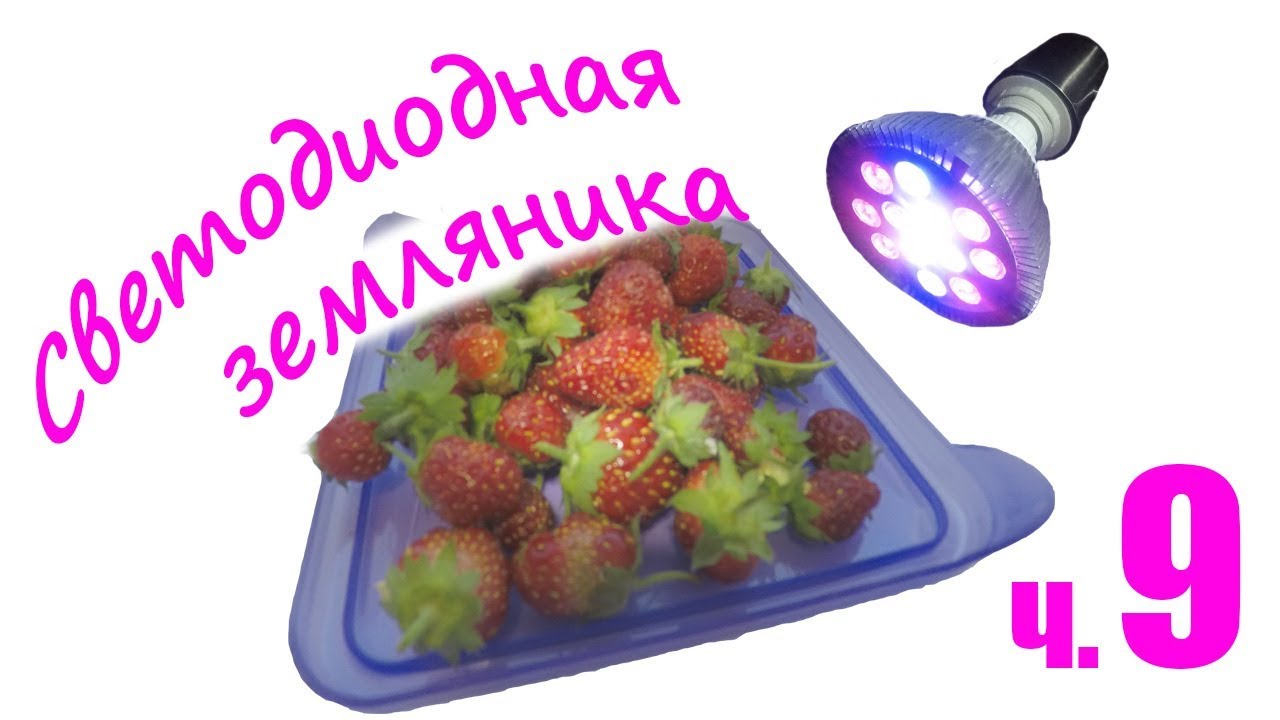 Светодиодная земляника-гидропон. Часть 9. Итог. - YouTube