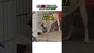 혼자 낑낑대더니 결국    집념이 만든 반전! #강아지 #애견영상 #유머