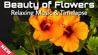 Beauty of Flowers with relaxing music | Amazing nature scenery |  Copyright free 4K Nature Video