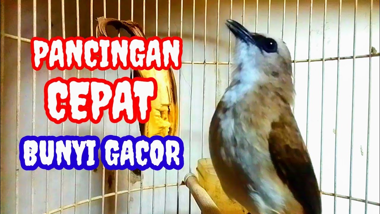Suara pancingan trucukan agar bunyi  jadikan trucukan gacor nyaut seketika