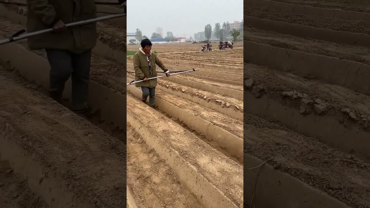 Farmland irrigation hose laying process