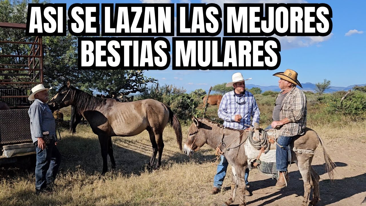 Así se LAZAN las MEJORES BESTIAS MULARES | 'Ya no hay NADIE en esta COMUNIDAD