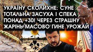 Україну СКОЛИХНЕ: суне тотальна ЗАСУХА і спека понад +30! Через СТРАШНУ жарінь масово гине УРОЖАЙ