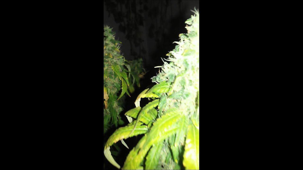 Bloo tooth pre harvest footage
