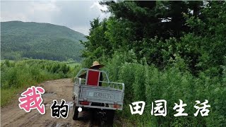山里面的这些野草是不是药材啊！分享大春小辉的林场生活！