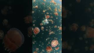 Озеро медуз в Палау.