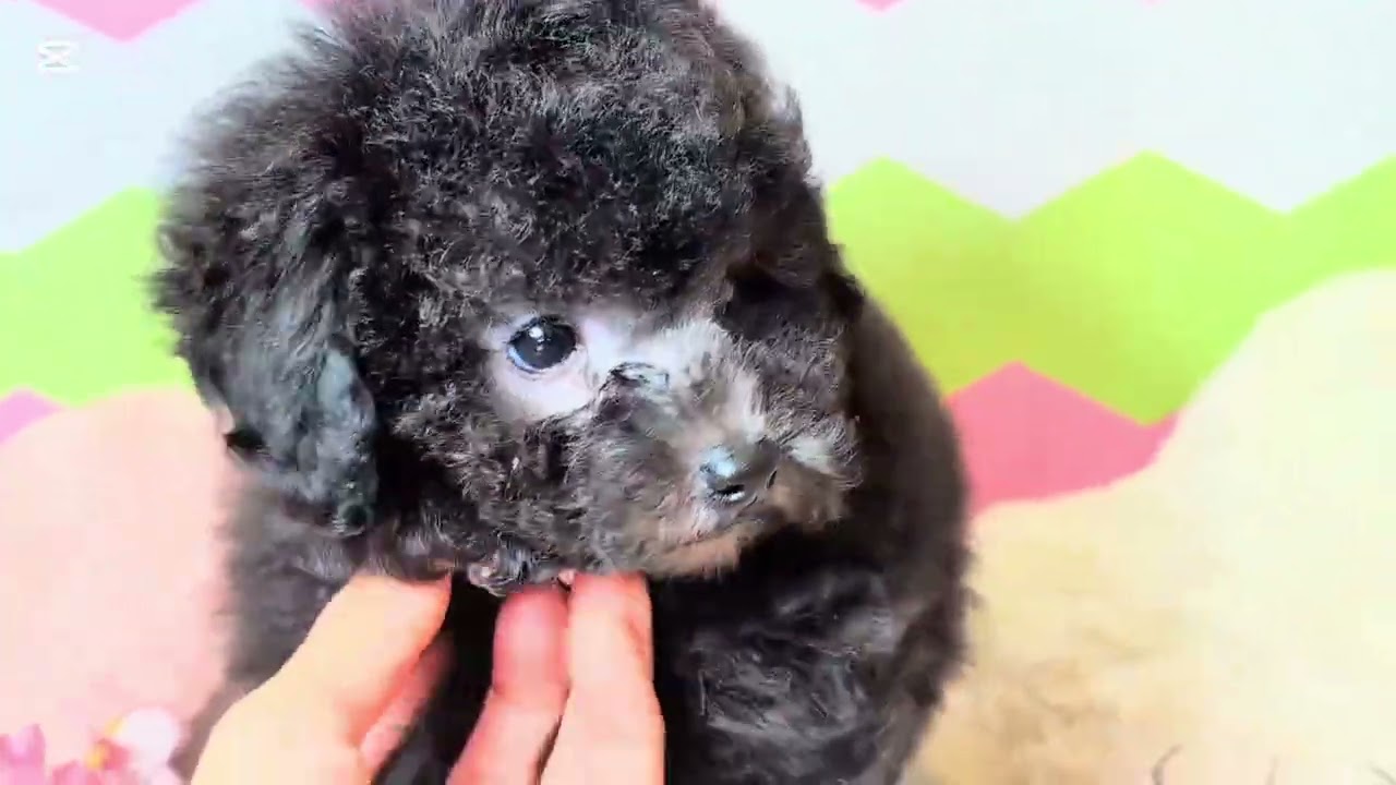 トイプードルちゃん - YouTube
