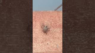 Download Lagu Tersera Masbate line #2 #spiderfights MP3