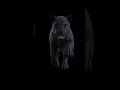 Panther Animation In DAZ Studio WMZ Time Lapse 