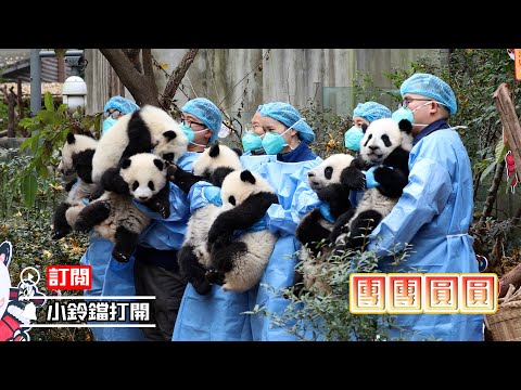 《熊貓早晚安》團團圓圓！ 過年最重要的就是一家團圓啦！ | iPanda熊貓頻道