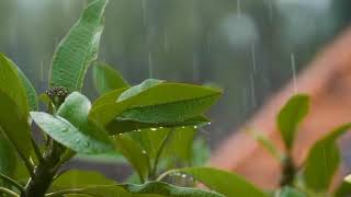 Suara Hujan Dan petir Pengantar Tidur - Rileksasi - Mudah Tertidur dengarkan suara ini #youtube