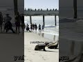 Liberan a tres leones marinos en Venice Beach