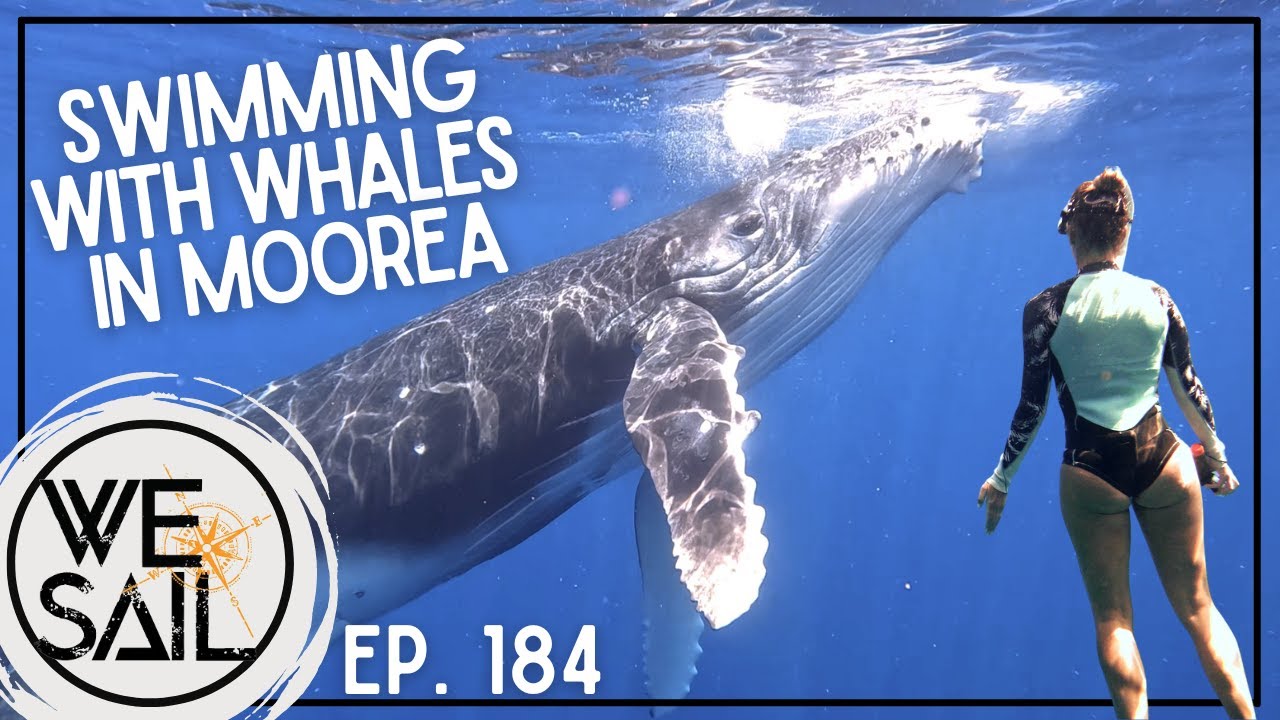 Swimming with Whales in Moorea | Episode 184