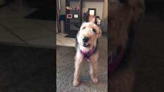 Airedale barking having fun