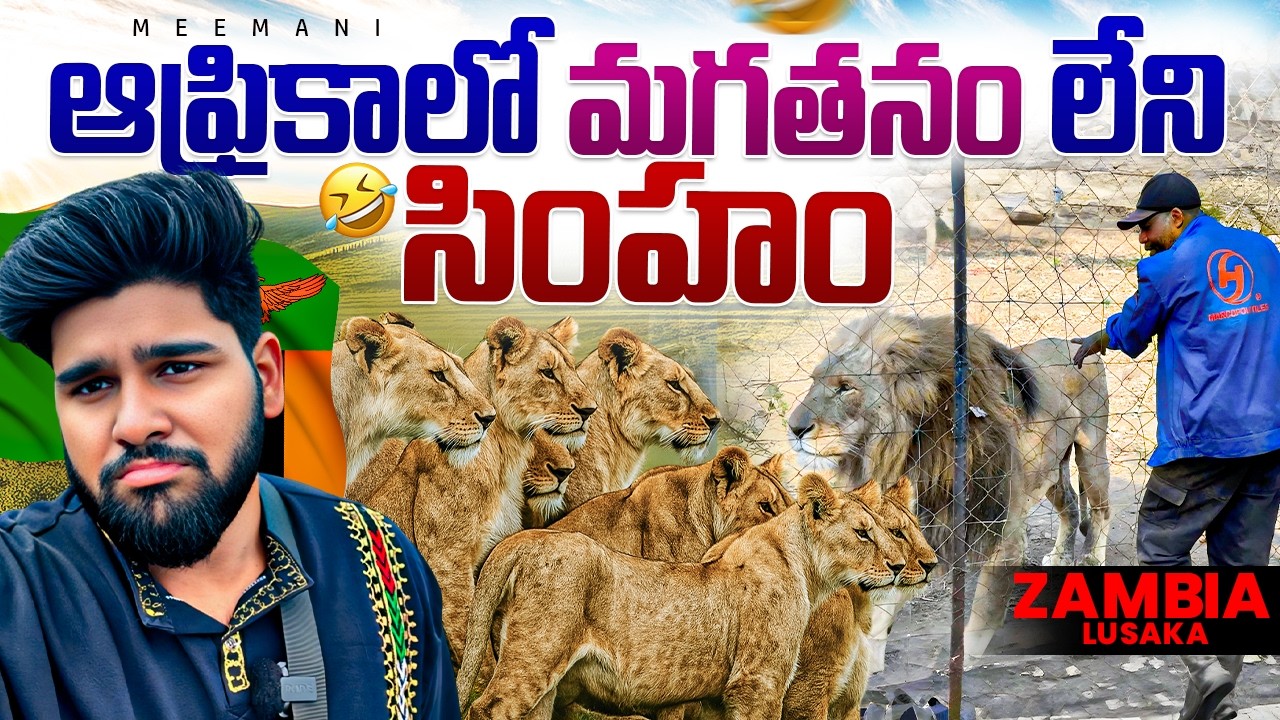 🦁 Only 2 White Lions in Zambia | Sad Lion Story | Africa Ep-73 | Me Mani