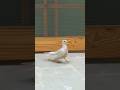 ducks bhag gai 😱 #minivlog #shortvideo #subscribe #beautifulbirds #fyp #birds #shorts #fyp