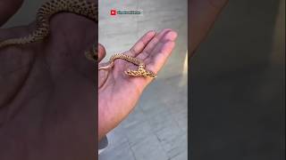 3 Smallest Snake in the World😱 |You Wont't Believe No.3| #shorts #snake #animals #world