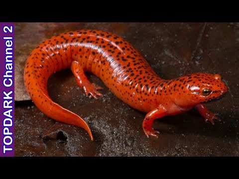 Vídeo: Diferencia Entre Lagarto Y Salamandra