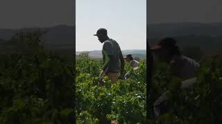 Dato Curioso sobre la Vendimia en Viña Zorzal 🧐🍇