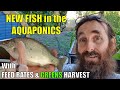 Aquaponics System | NEW FISH, Feed Rates & MORE 🐟🌱🌱