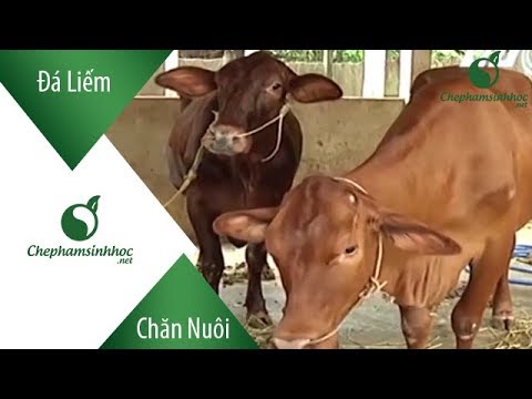 SỬ DỤNG ĐÁ LIẾM TRONG CHĂN NUÔI
