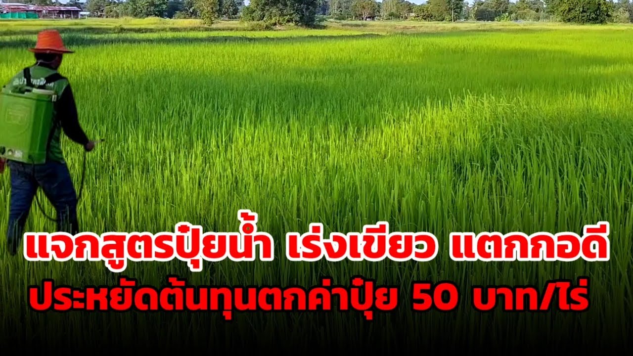 แจกสูตรปุ๋ยน้ำ เร่งเขียวข้าวแตกกอดี #ปุ๋ยทางใบ #ปุ่ยน้ำ #นาข้าว 