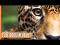 Into the wild  the untamed rainforests and unique creatures of guyana  full documentary