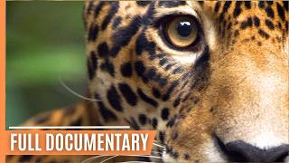 Into the Wild  The Untamed Rainforests and Unique Creatures of Guyana | Full Documentary