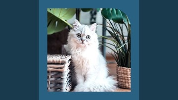 Subdued Mysterious Cat