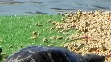 Dove portare tartarughe d'acqua Piemonte?
