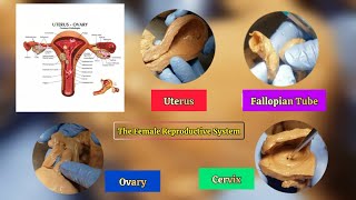 The Female Reproductive System with Dr Colleen Nye Uterus Fallopian Tube Ovaries and Cervix