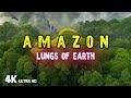 Amazon Rainforest : The Lungs of Our Planet 🌿 | Nature’s Greatest Treasure