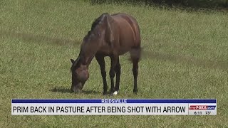 Prim The Horse, Shot By Arrow In Rockingham County, Finally Returns To Pasture 9 Months Later