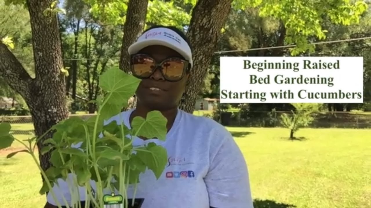 Raised Bed Gardening | Cucumber Plants