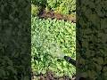 Collard Greens morning shower #shorts #asmr