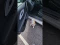 DOG accidentally gets LOCKED in CAR?!?! #dogshorts #dogs #dogsofyoutube #pets #petlovers #doggie