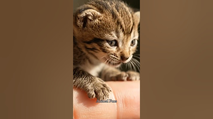 It's a shame that this kitten was left by its mother and is screaming like that #cat #shortvideo