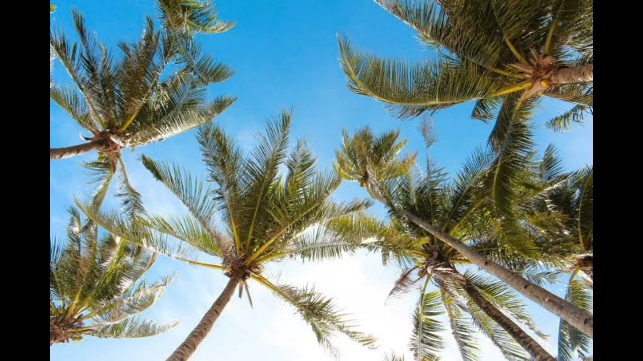 Damola brindar_ vamos brilhar ( audio oficial 2025)