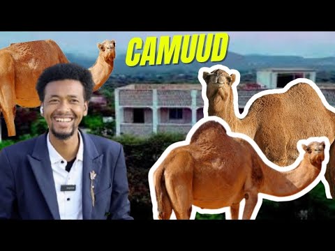 Boorama Arin Cajiib Ah Ceeb Ayay Ku Tahay In Ay Sidani Dhacdo Daawo Boorama Arin Cajiib Ah Ceeb Ayay Ku Tahay In Ay Sidani Dhacdo Daawo