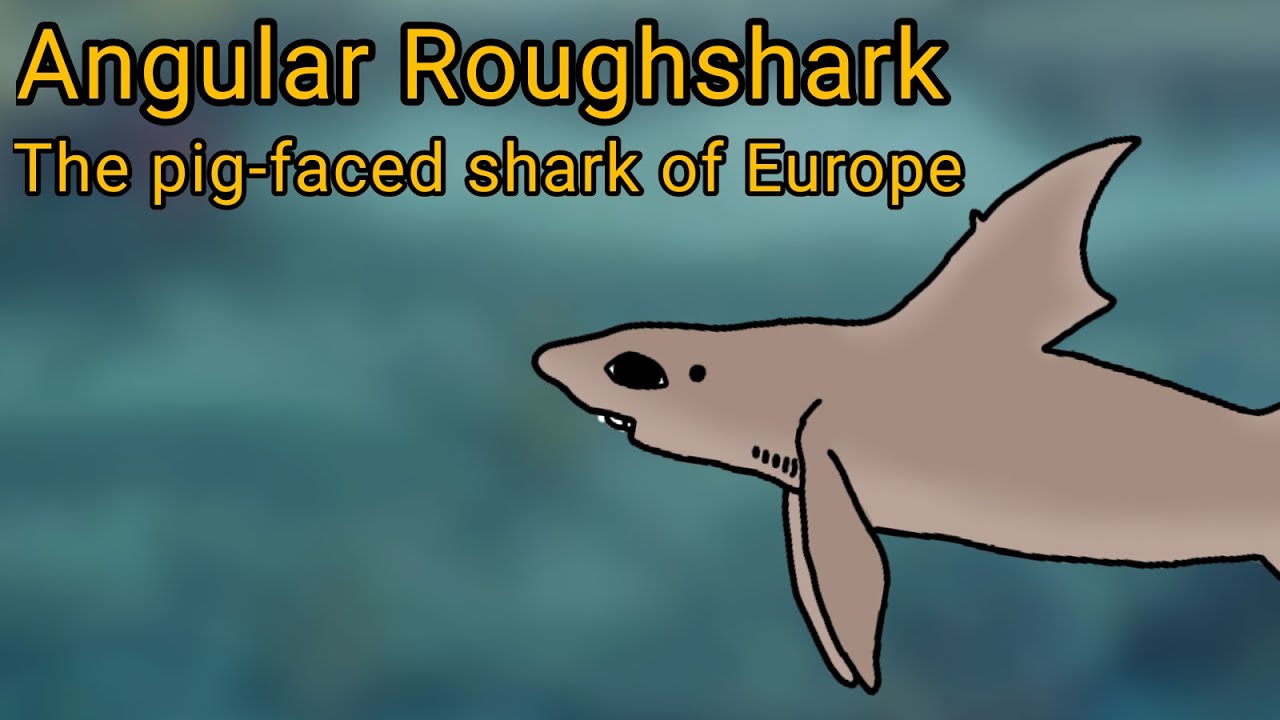 Angular Roughshark. The pig-faced shark of Europe. - YouTube
