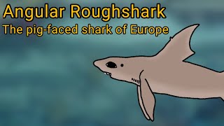 Angular Roughshark. The pig-faced shark of Europe.