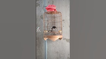 luyện giọng chòe than hót buổi sáng