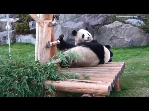 201312海浜陽浜櫓でモメモメ♪