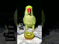 #parrot #birds #shorts #fruit #food #eatingshow #eating  #youtubeshorts #talkingparot #ytshorts#reel
