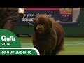 Working Group Judging | Crufts 2018