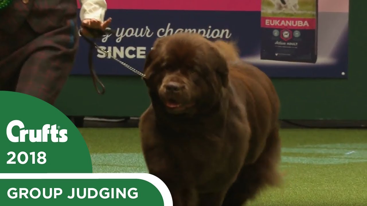 working group judging crufts 2018 youtube dog show working dogs group of dogs