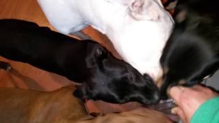 Dog going nuts on coconut oil by GuNSaYa 299 views 9 years ago 1 minute, 51 seconds