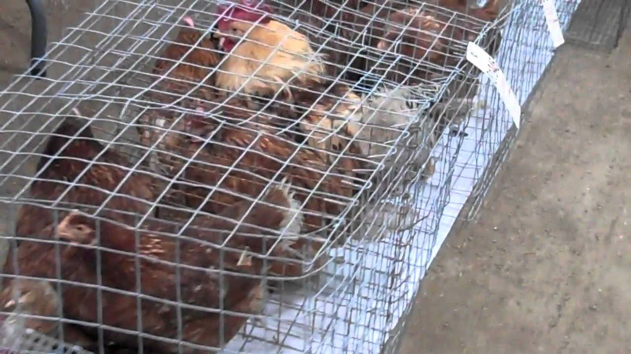 Poultry Sale 2 15 12 YouTube